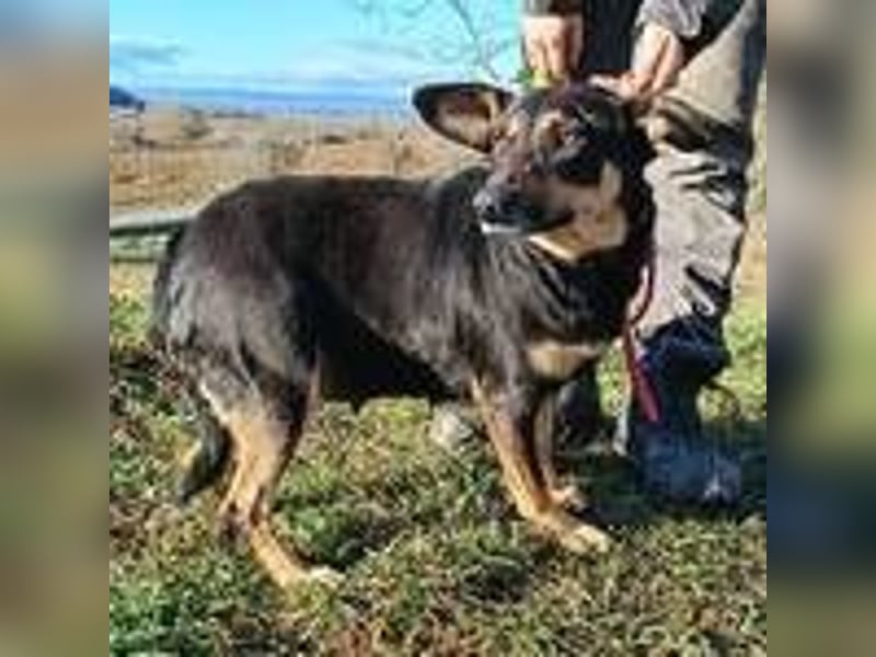 NORA 2 möchte ihr Herz verschenken 