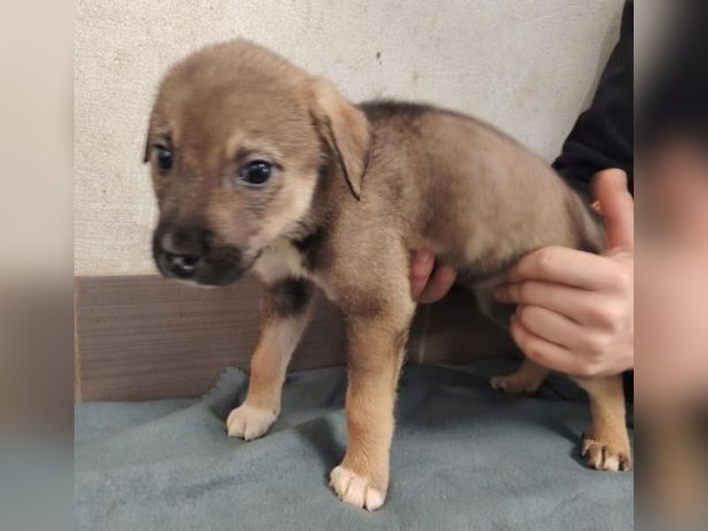 TINA das Hundebaby wurde ausgesetzt