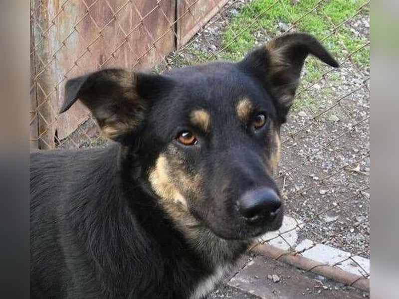 SARIO hatte einen Schutzengel