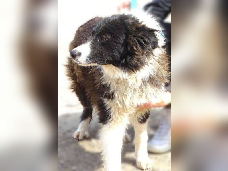 CASPER - bettelt um sein Leben