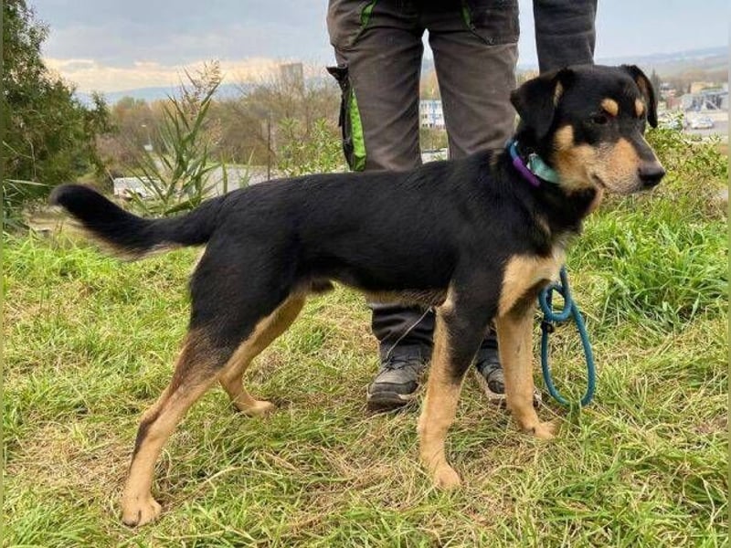 BUDDY  ist ein liebevoller Junge