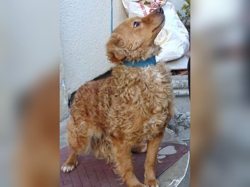 MEDDY , trotz Schönheit in Lebensgefahr