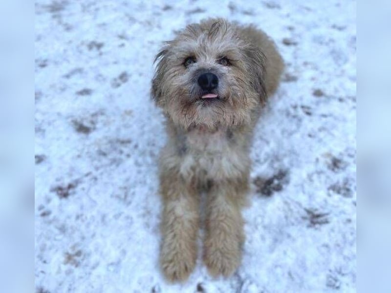 VICTOR  süßer kleiner Wuschel