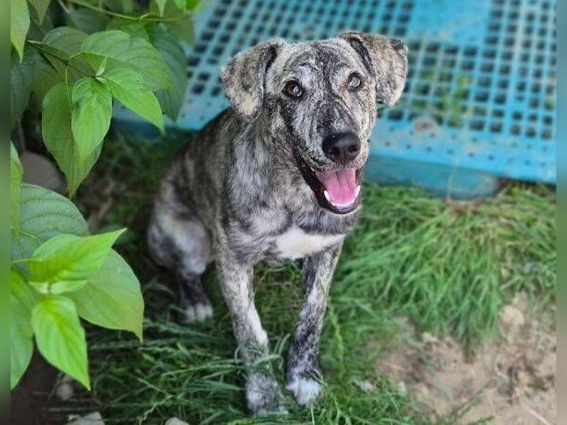 TIGRA sucht ein liebevolles Zuhause