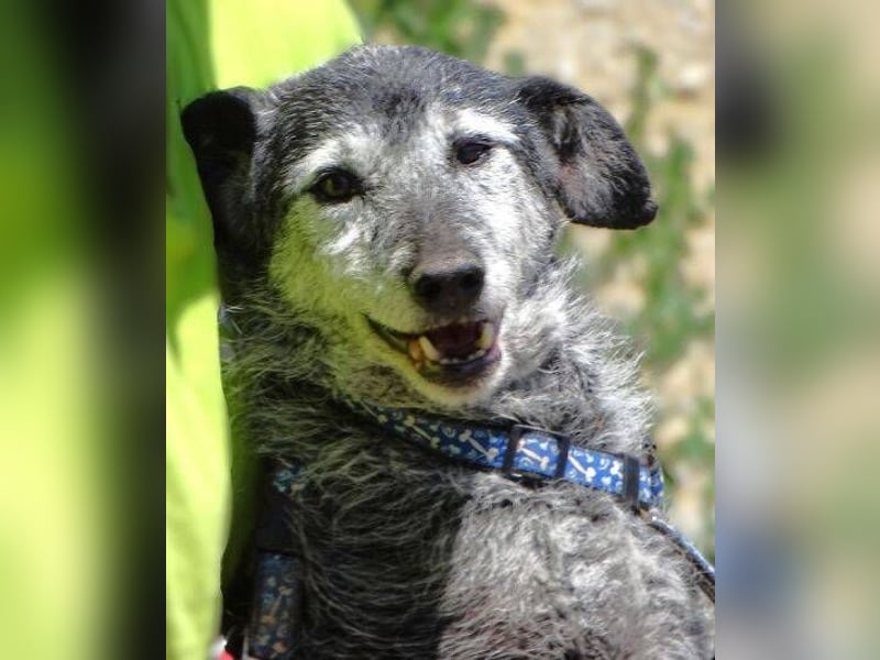 LOLA  ist ein liebe, ruhige Hundedame