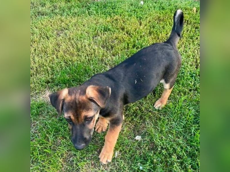 ROKO der kleine Mann möchte sein ❤️ verschenken