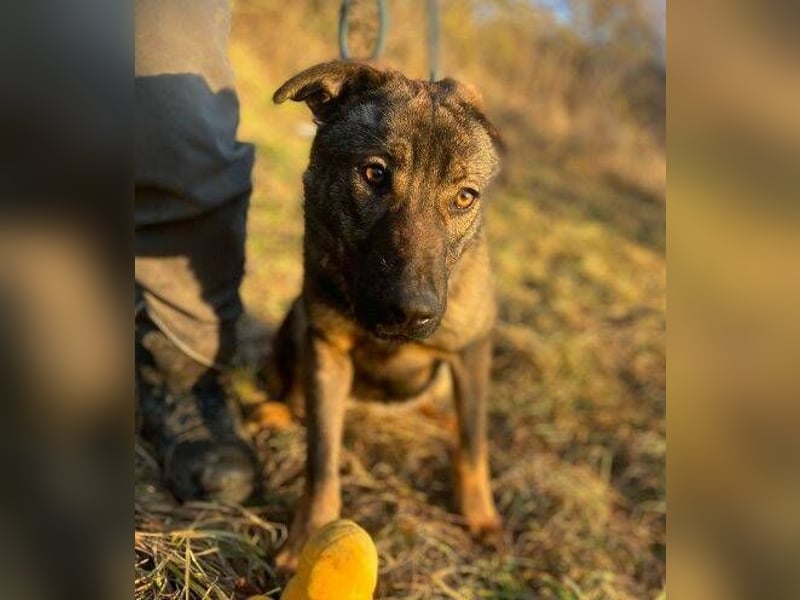 SOFIA irrte verzweifelt umher