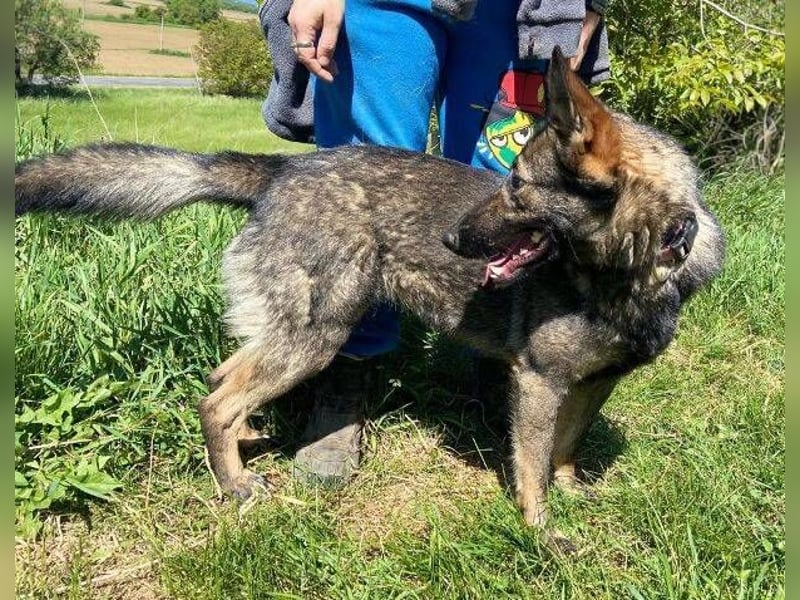 ZOYA wartet sehnsüchtig auf ein liebevolles Zuhause