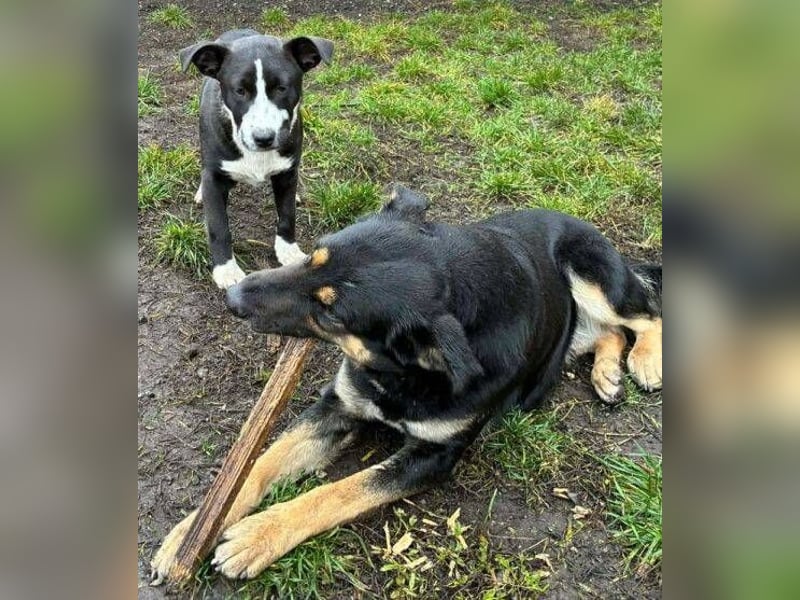 REANA ist ein süßes Hundemädchen