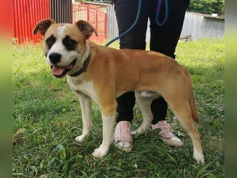 Dave, Engl. Bulldoggen Labrador Mischling