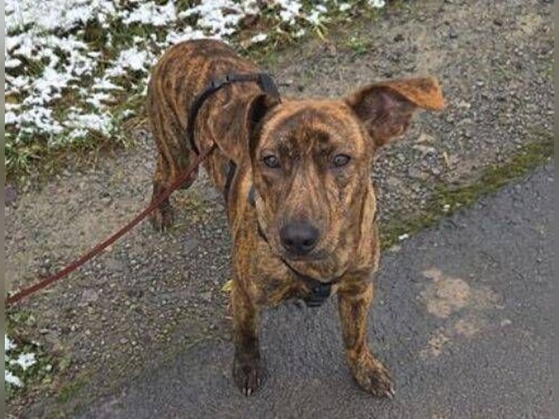 ZIPPO ist ein ganz toller Junghund