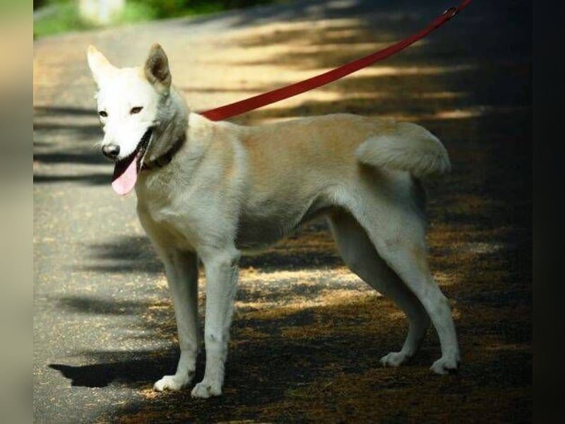 CHANTAL ist ein Traumhund CHANTAL ist ein Traumhund