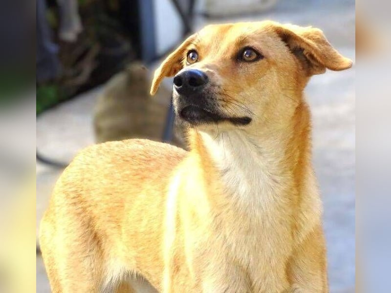 LIA ist dem Tod knapp entkommen