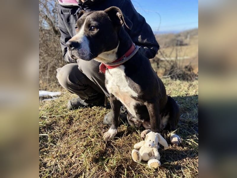 TORI hat einen Herzenswunsch  -ein Zuhause