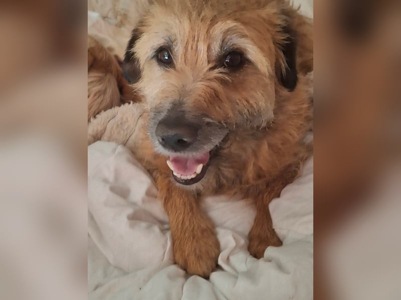 Gesucht: Menschen mit einem ganz großen Hundeherzen für Lara & Chippy