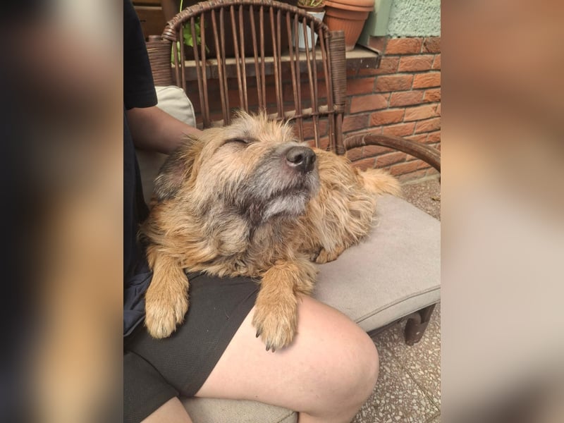 Gesucht: Menschen mit einem ganz großen Hundeherzen für Lara & Chippy