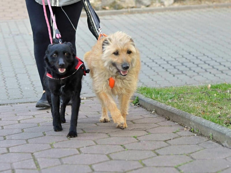 Gesucht: Menschen mit einem ganz großen Hundeherzen für Lara & Chippy
