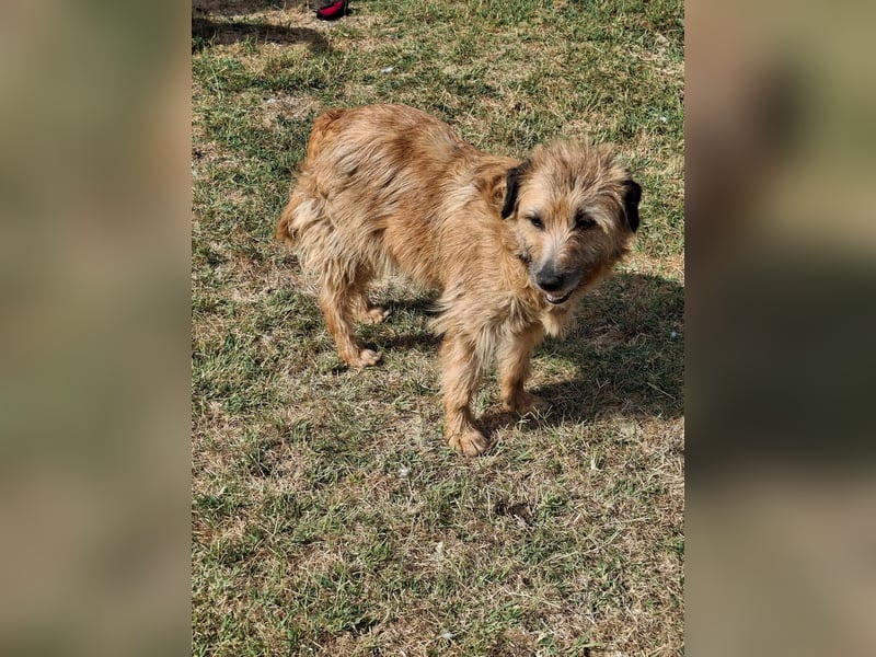 Gesucht: Menschen mit einem ganz großen Hundeherzen für Lara & Chippy