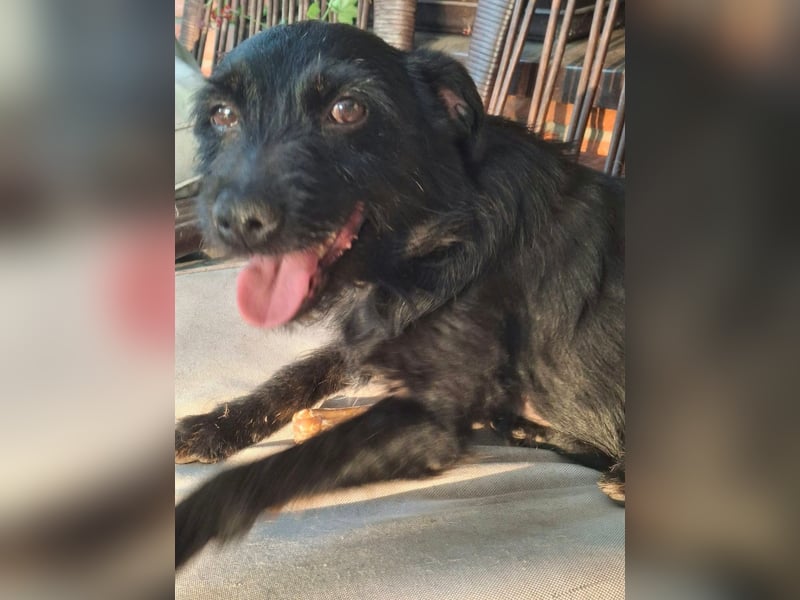 Gesucht: Menschen mit einem ganz großen Hundeherzen für Lara & Chippy