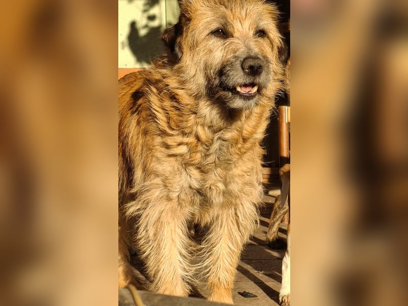 Gesucht: Menschen mit einem ganz großen Hundeherzen für Lara & Chippy
