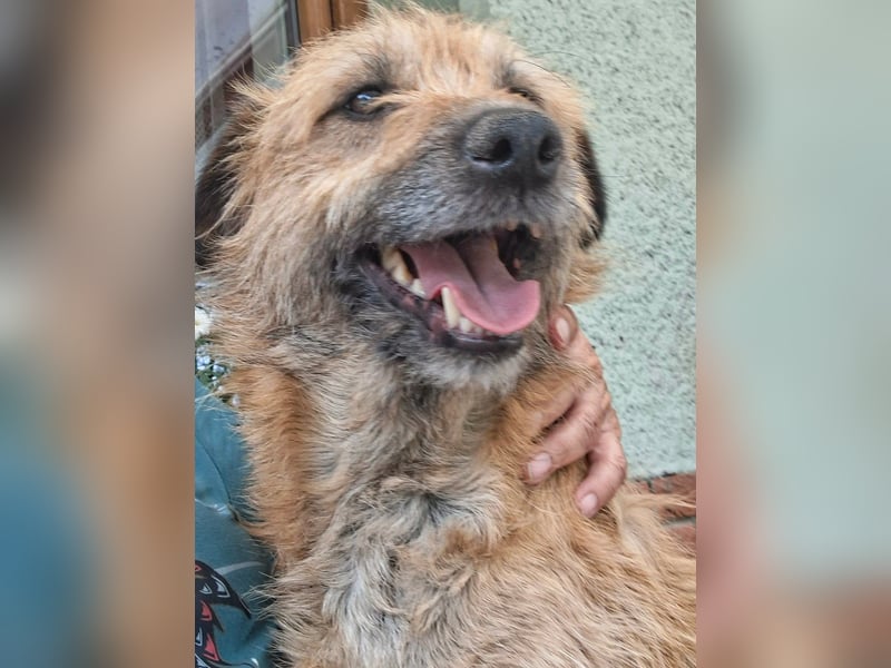 Gesucht: Menschen mit einem ganz großen Hundeherzen für Lara & Chippy