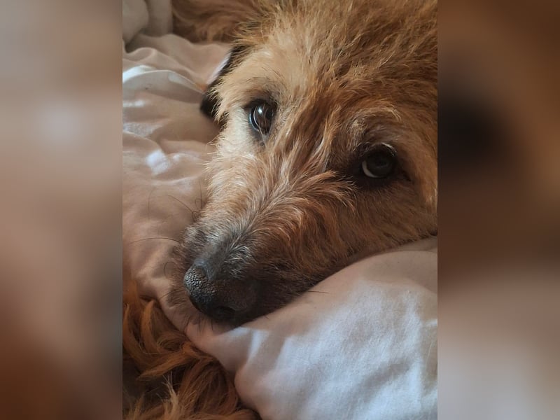 Gesucht: Menschen mit einem ganz großen Hundeherzen für Lara & Chippy