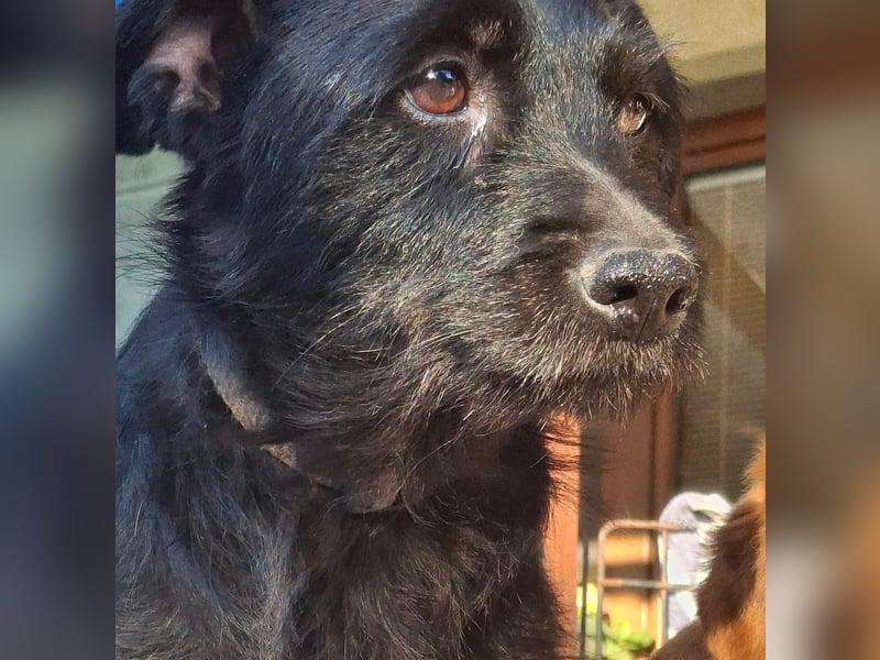 Gesucht: Menschen mit einem ganz großen Hundeherzen für Lara & Chippy