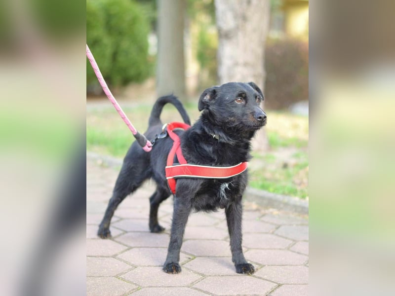 Gesucht: Menschen mit einem ganz großen Hundeherzen für Lara & Chippy