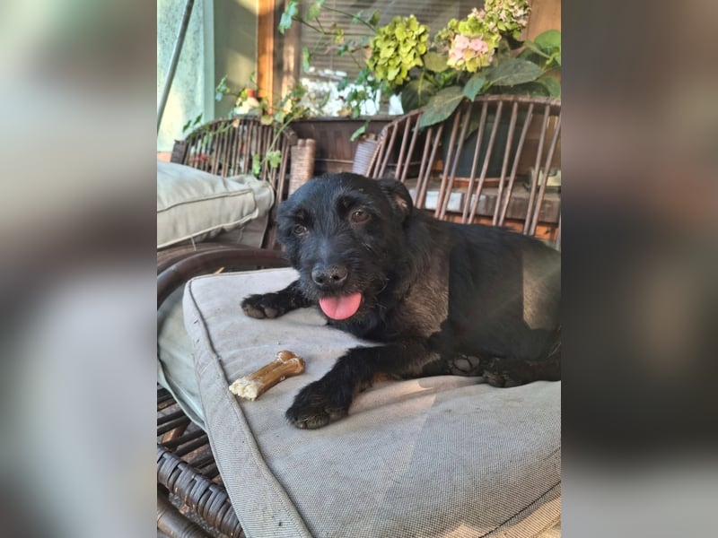 Gesucht: Menschen mit einem ganz großen Hundeherzen für Lara & Chippy