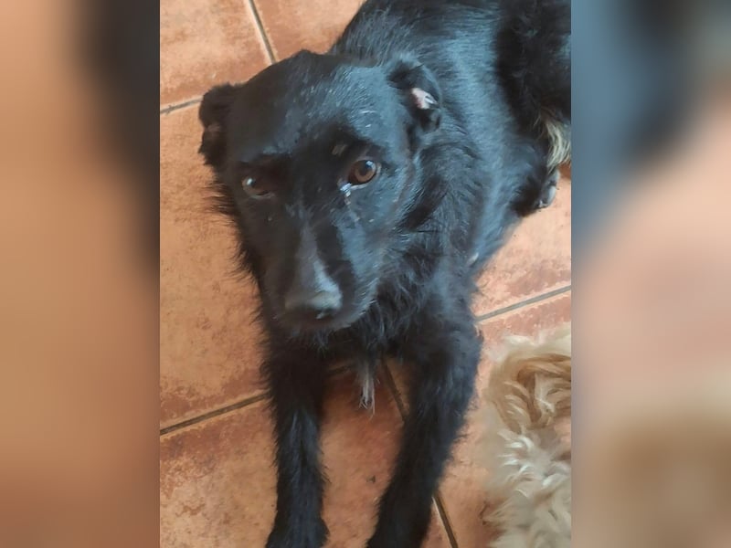 Gesucht: Menschen mit einem ganz großen Hundeherzen für Lara & Chippy