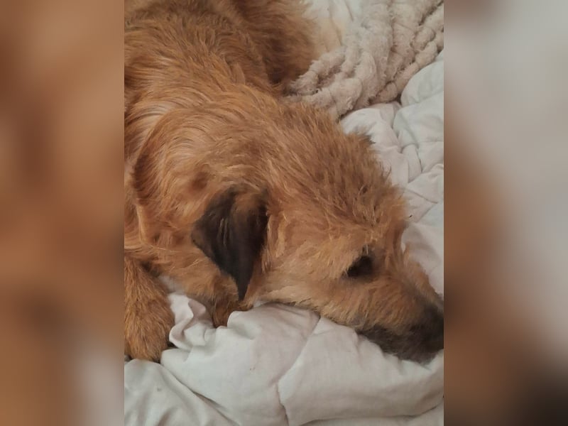 Gesucht: Menschen mit einem ganz großen Hundeherzen für Lara & Chippy
