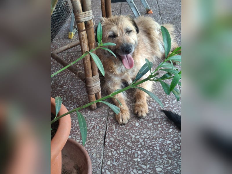 Gesucht: Menschen mit einem ganz großen Hundeherzen für Lara & Chippy