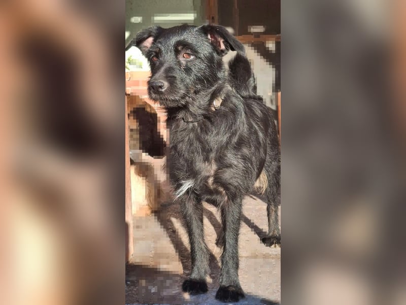 Gesucht: Menschen mit einem ganz großen Hundeherzen für Lara & Chippy