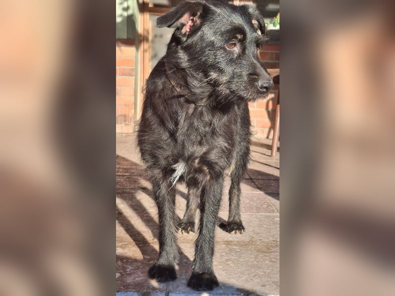 Gesucht: Menschen mit einem ganz großen Hundeherzen für Lara & Chippy
