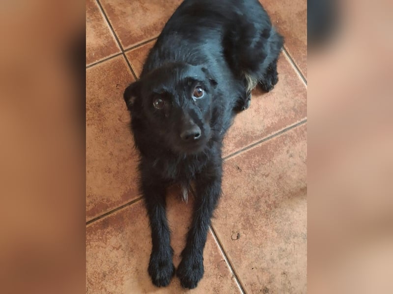 Gesucht: Menschen mit einem ganz großen Hundeherzen für Lara & Chippy