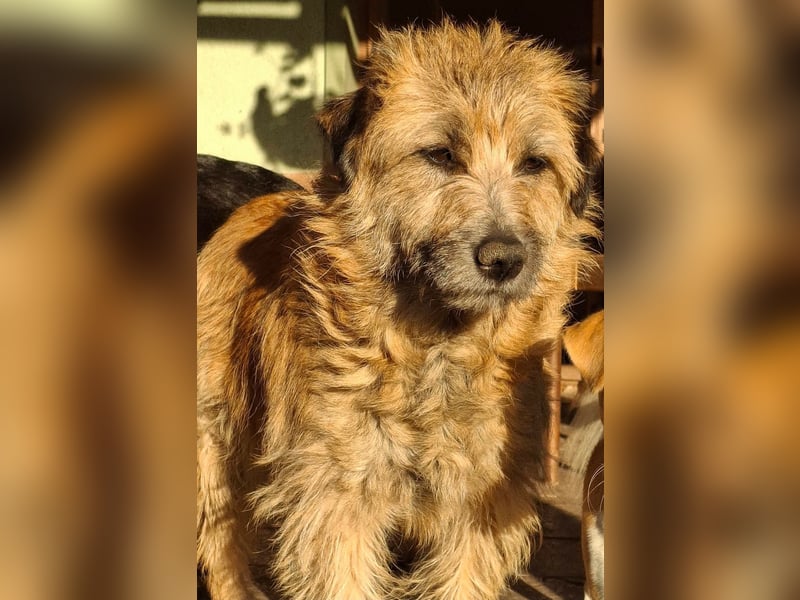 Gesucht: Menschen mit einem ganz großen Hundeherzen für Lara & Chippy