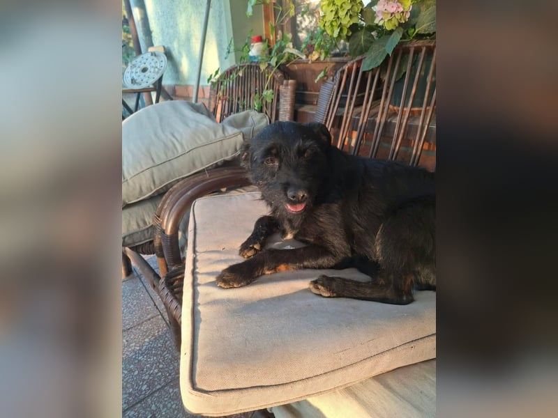 Gesucht: Menschen mit einem ganz großen Hundeherzen für Lara & Chippy