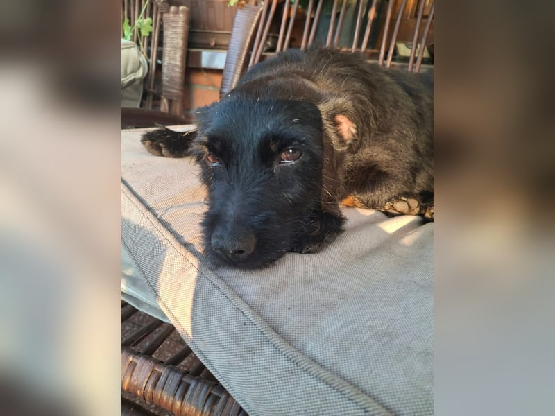 Gesucht: Menschen mit einem ganz großen Hundeherzen für Lara & Chippy