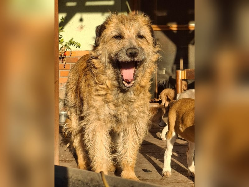 Gesucht: Menschen mit einem ganz großen Hundeherzen für Lara & Chippy