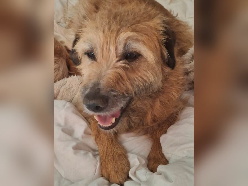 Gesucht: Menschen mit einem ganz großen Hundeherzen für Lara & Chippy