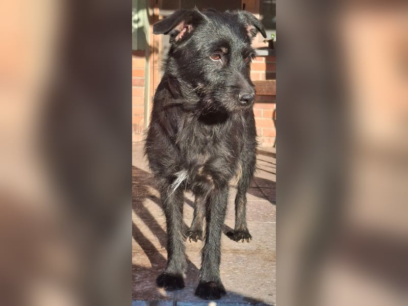 Gesucht: Menschen mit einem ganz großen Hundeherzen für Lara & Chippy