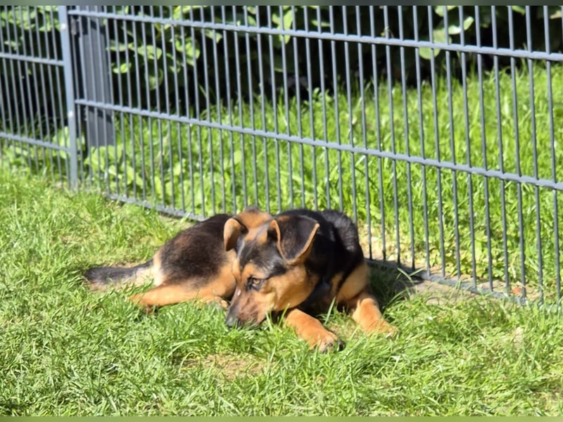 Michel - wunderschöner sanfter Rüde, 8 Monate alt- auf PS in 45896 Nordrhein-Westfalen - Gelsenkirch