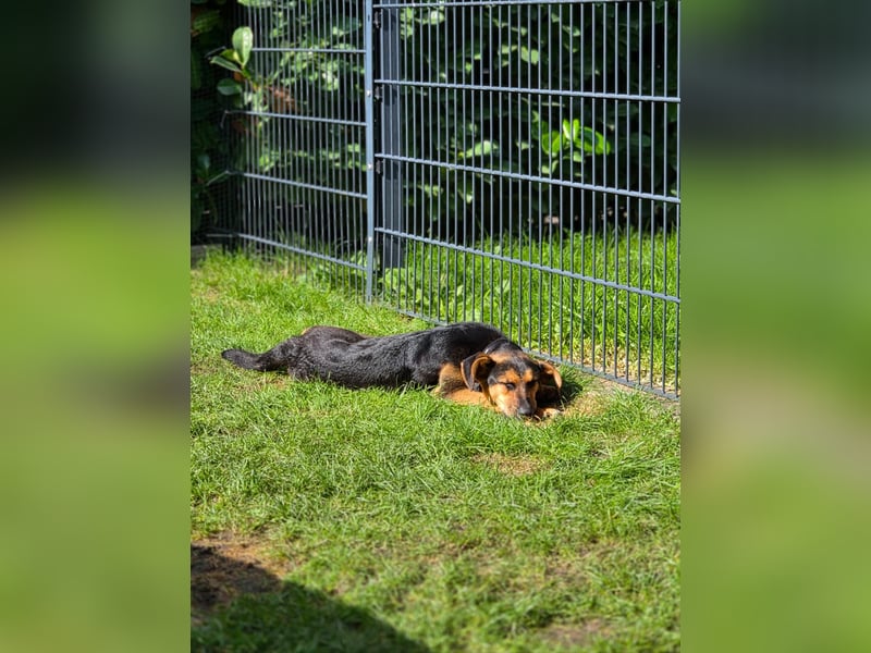 Michel - wunderschöner sanfter Rüde, 8 Monate alt- auf PS in 45896 Nordrhein-Westfalen - Gelsenkirch