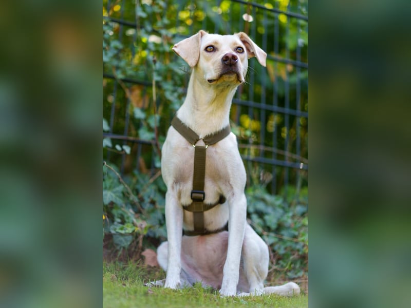 Malibu – sensibel, verspielt und menschenbezogen