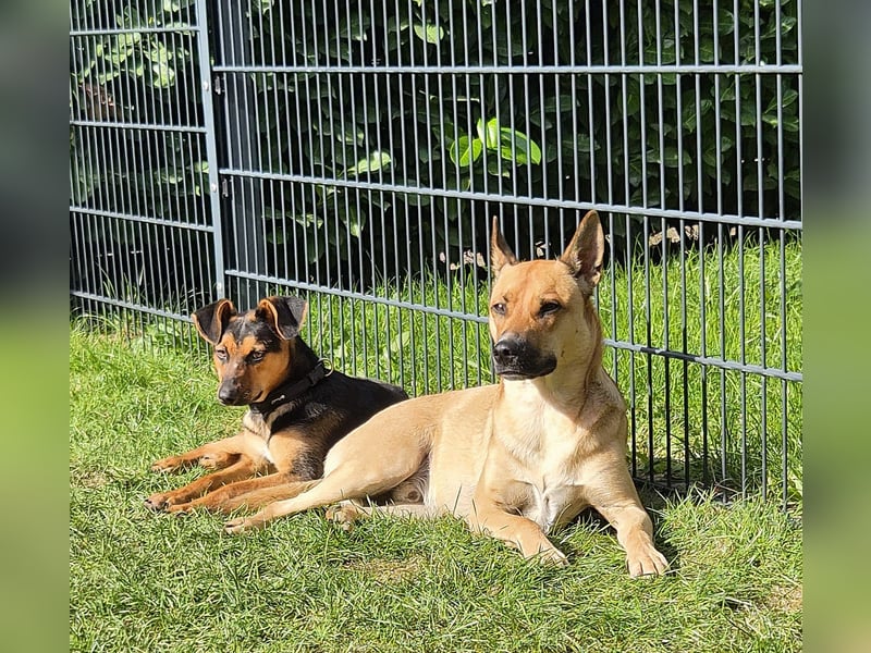 Michel - wunderschöner sanfter Rüde, 8 Monate alt- auf PS in 45896 Nordrhein-Westfalen - Gelsenkirch