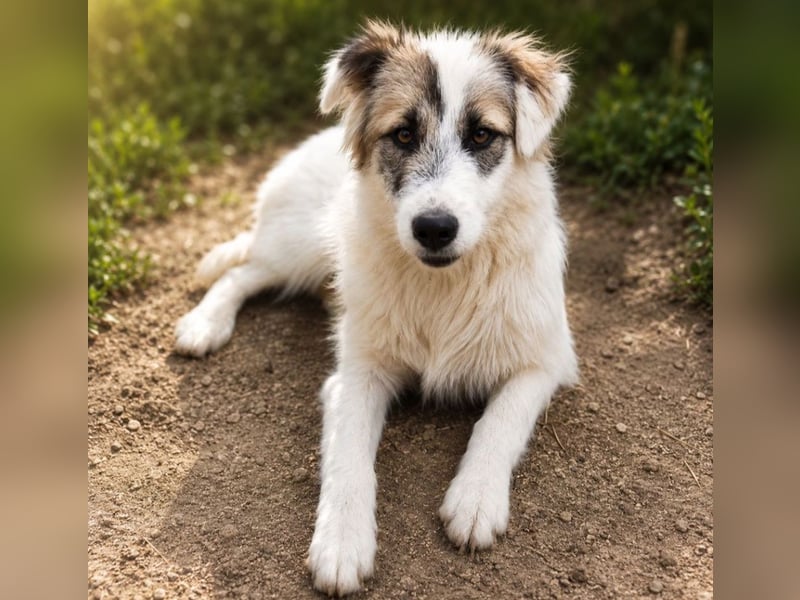 Buddy - will dein bester Freund werden!