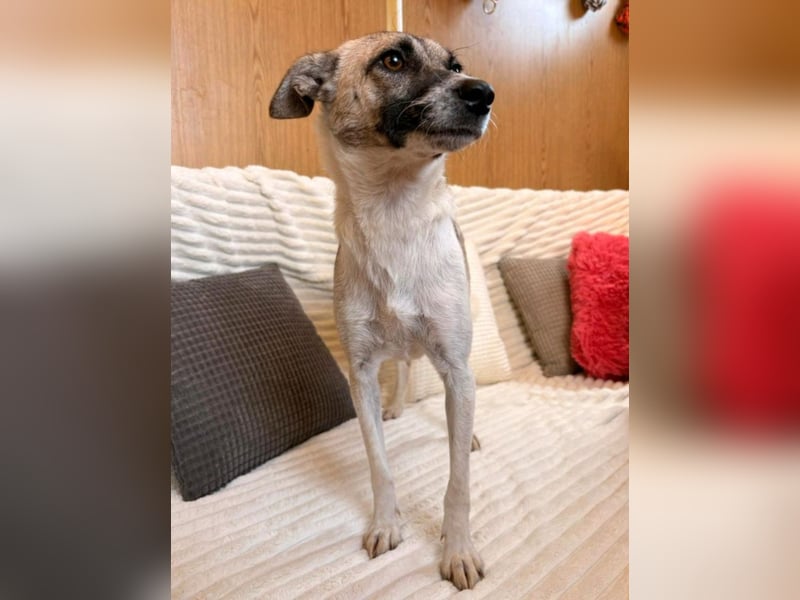 Zoey - sanfte Seele sucht ihr Zuhause!