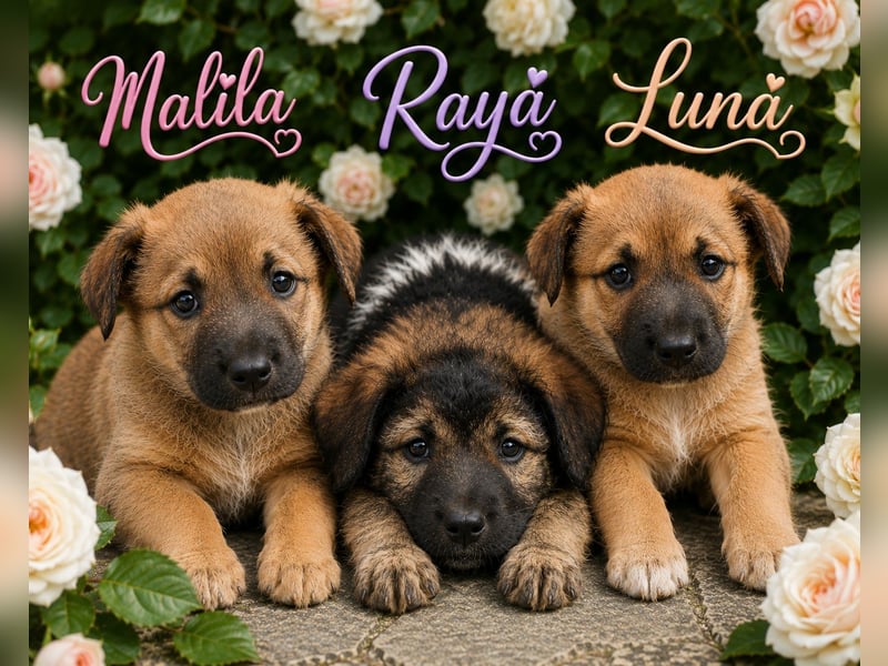 Malina - kleine Maus sucht ihre Familie!