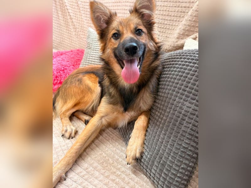 Benji - Halb Fuchs, Halb Hund!