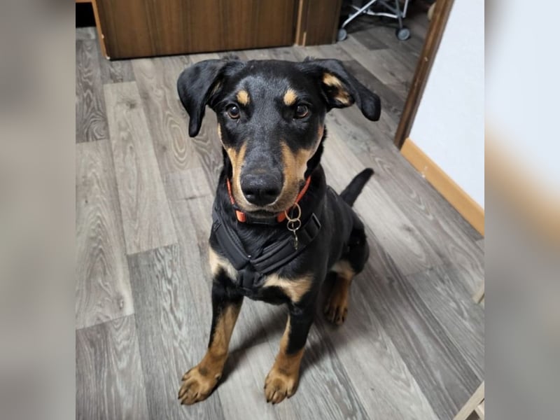 Benny - sucht Menschen mit Hundeverstand